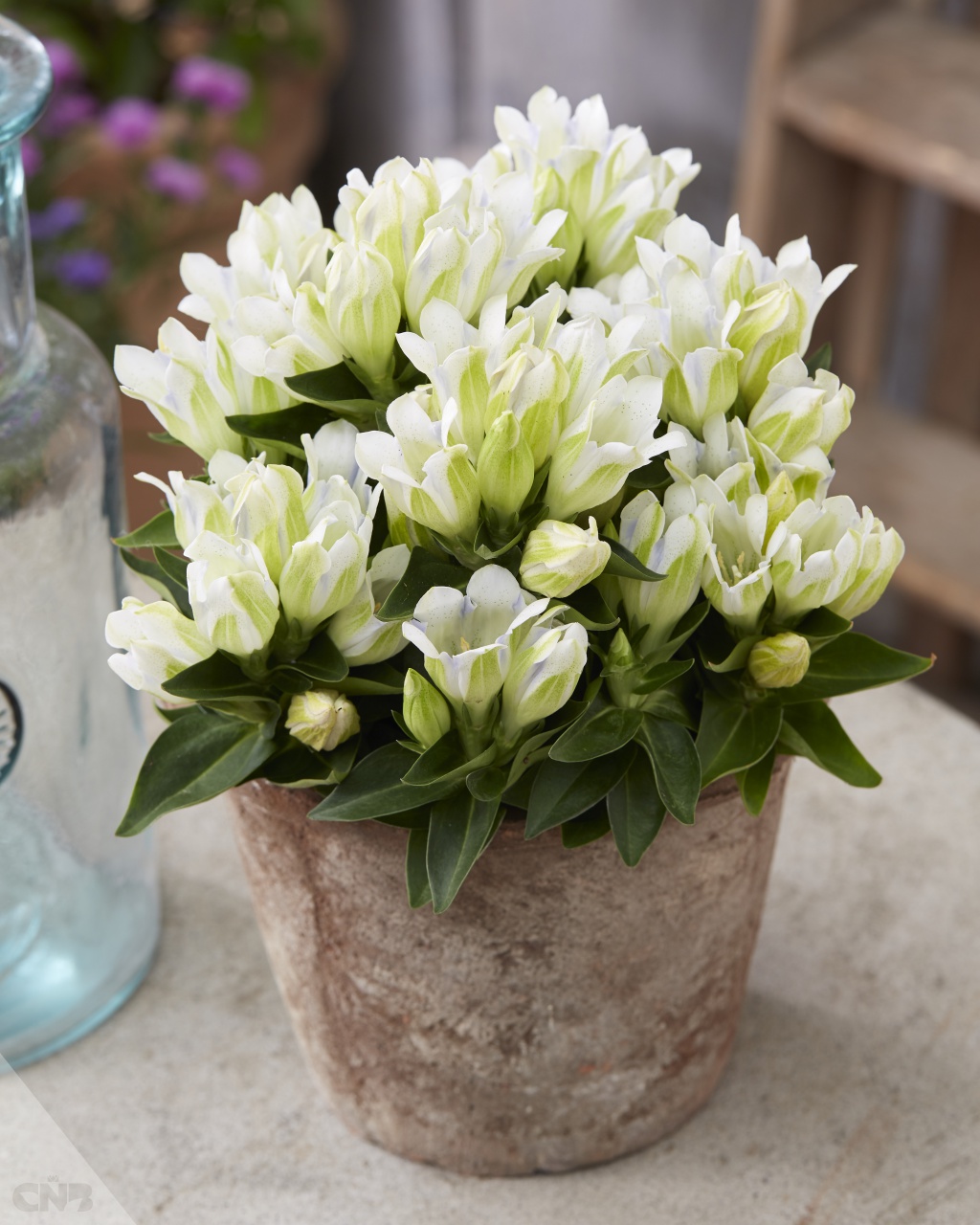 Gentiana 'Ashiro Crystal'